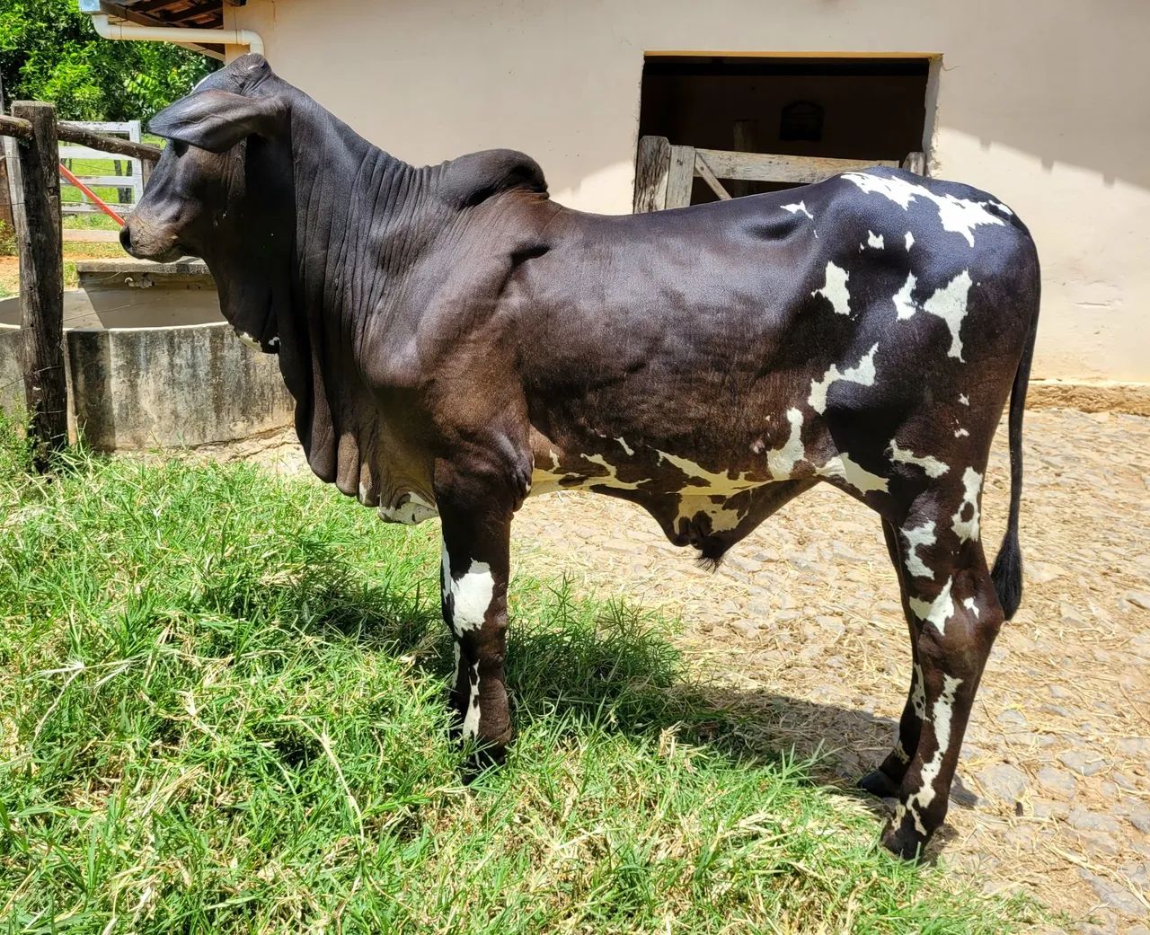 Nelore Pintado PO - Foto 2