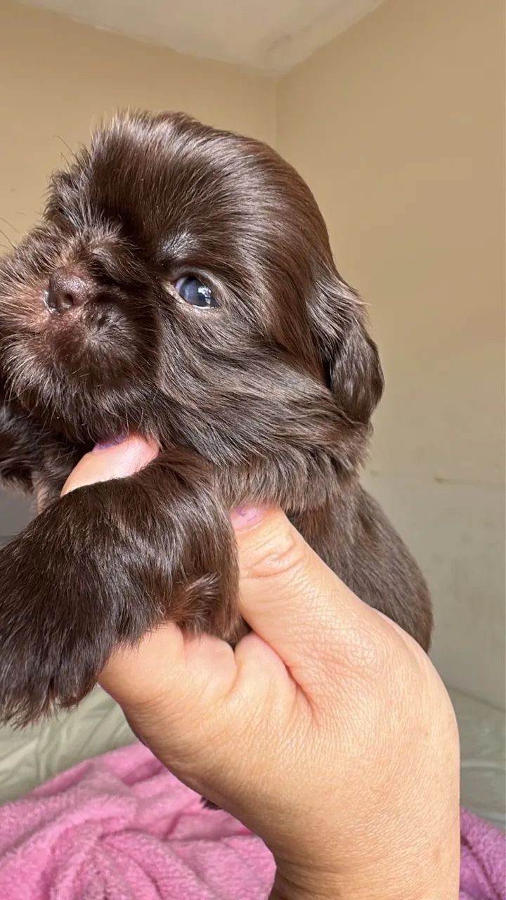 Shih-tzu chocolate femea com olho claro 45 dias vermifugada 