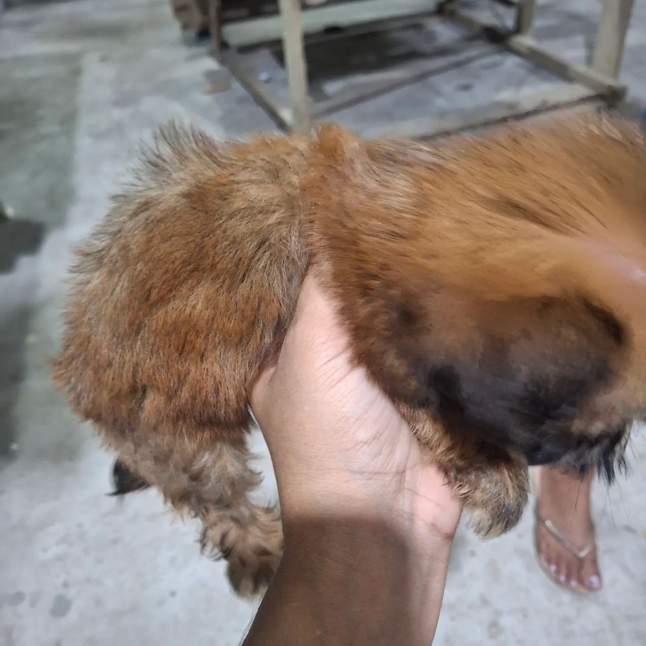 Lhasa apso - Foto 5