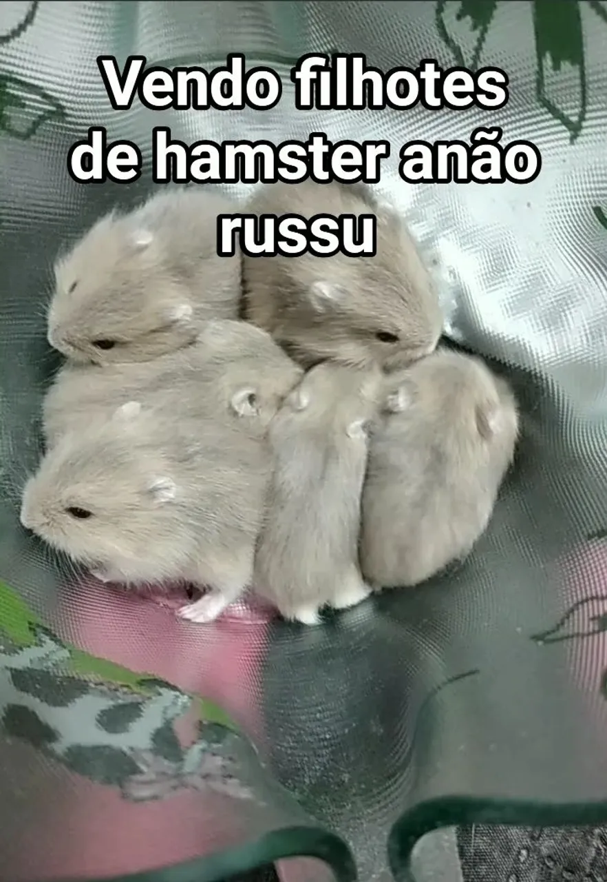 Vendo filhotes de hamster anão russu. 