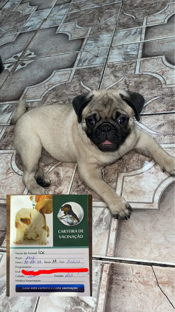 Pug macho  - Foto 2