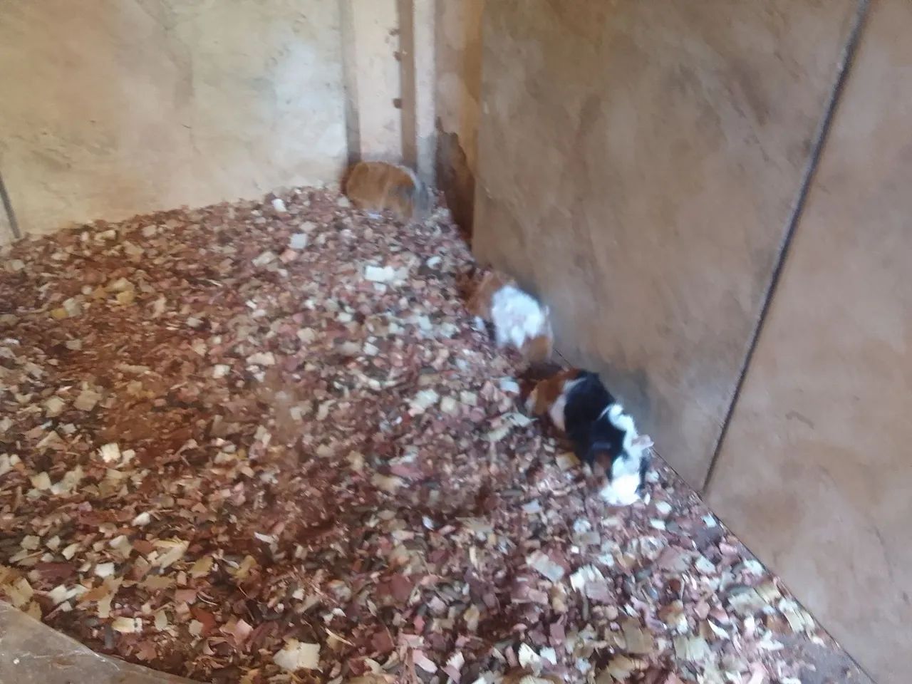 Porquinho da Índia  55 - Foto 6