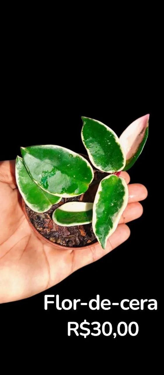 Philodendron sanguíneo  - Foto 5