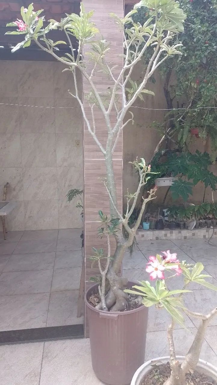 Rosas deserto  - Foto 4