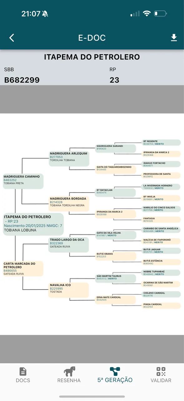 Potro Tobiano Diferenciado 9 meses - Foto 6