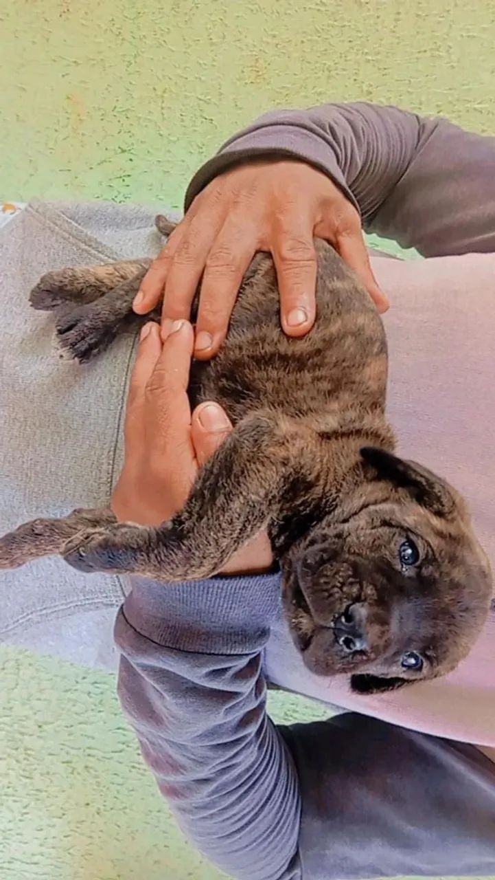 Filhotes disponíveis, cane corso italiano  - Foto 4
