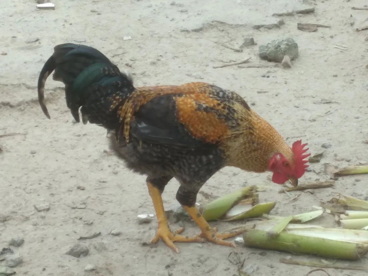 Galo de raça - Adulto - Foto 4