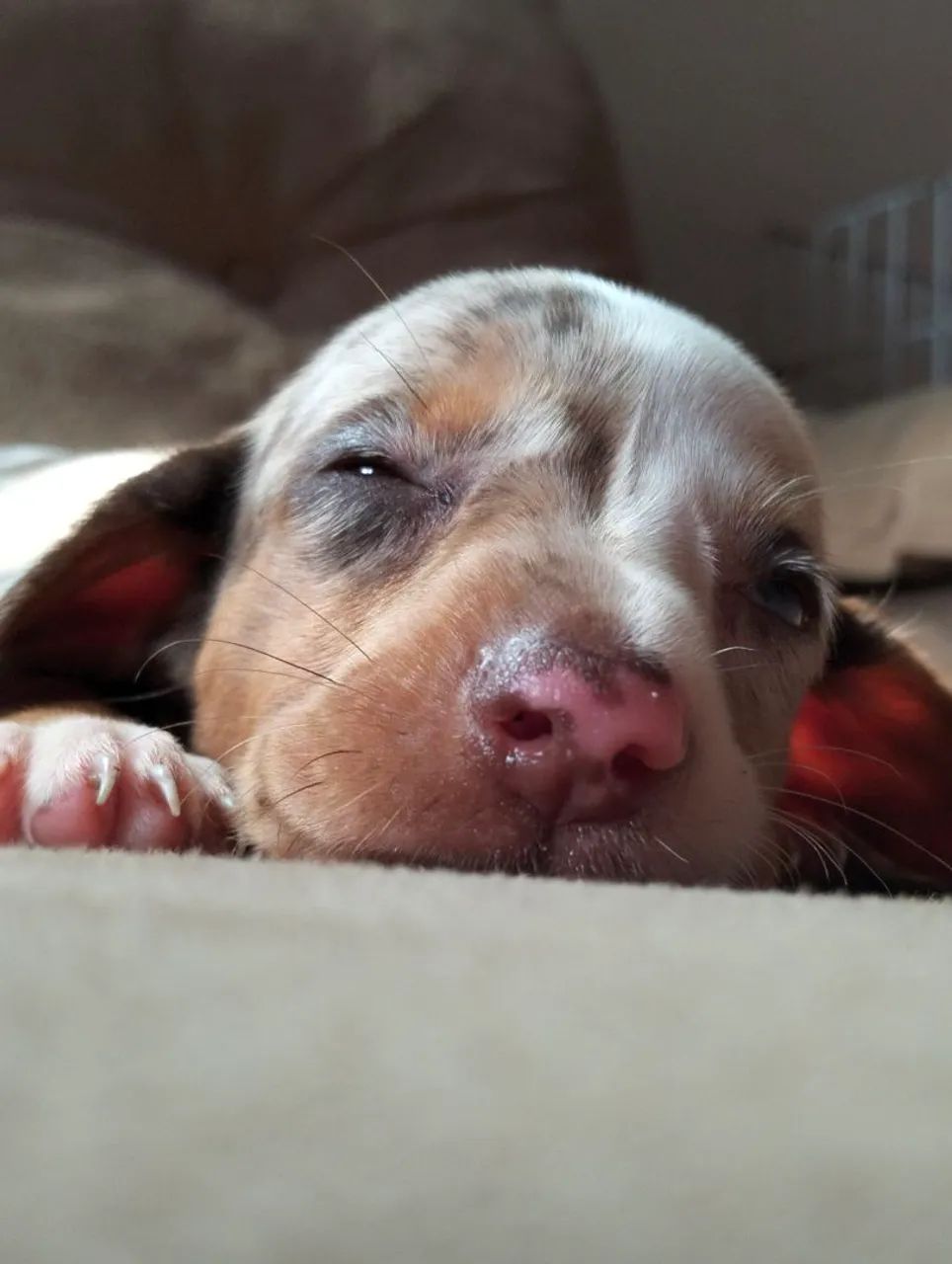 Cofap Daschund Teckel fêmea disponível  - Foto 2