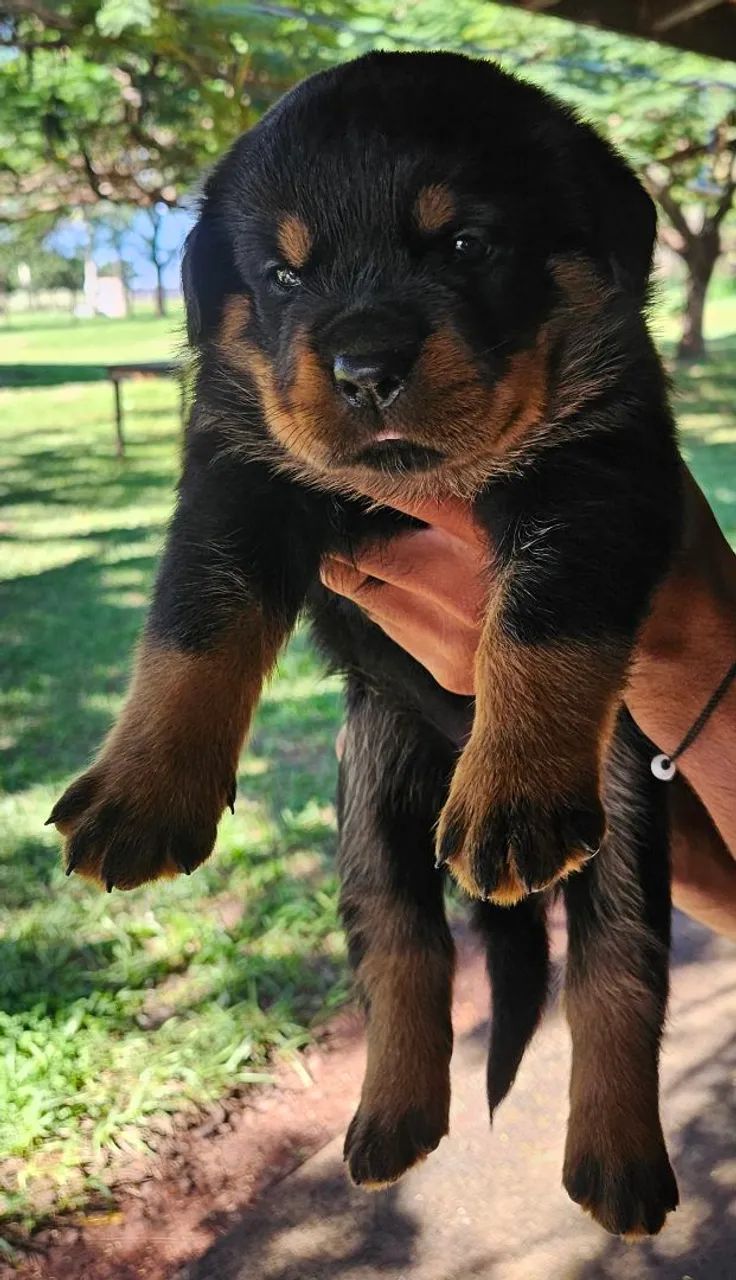 Filhote Rottweiler - Foto 2
