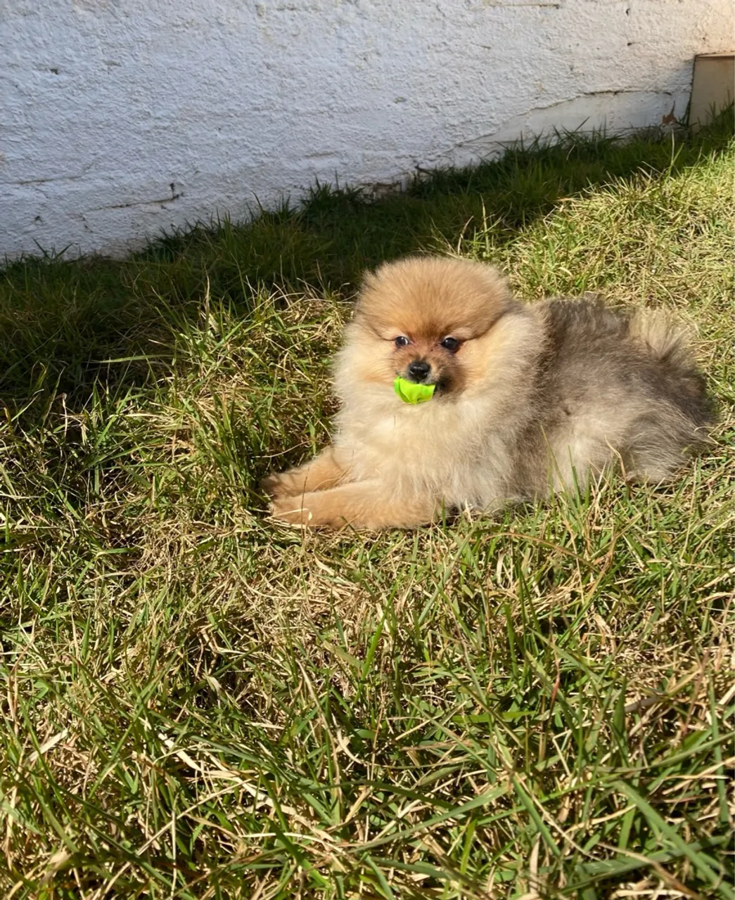 Lulu da pomerânia