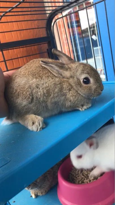 Coelho mini netherlend 