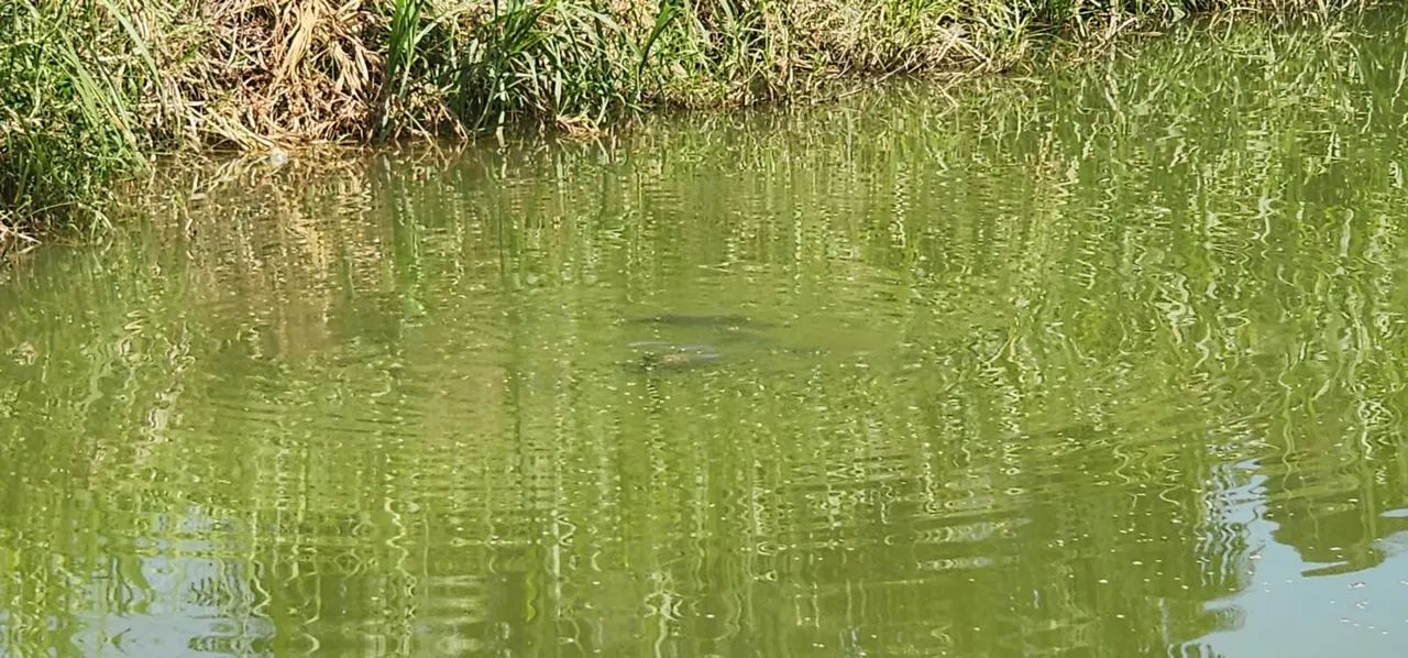 Terreno com com 2 tanques de peixe - Foto 8