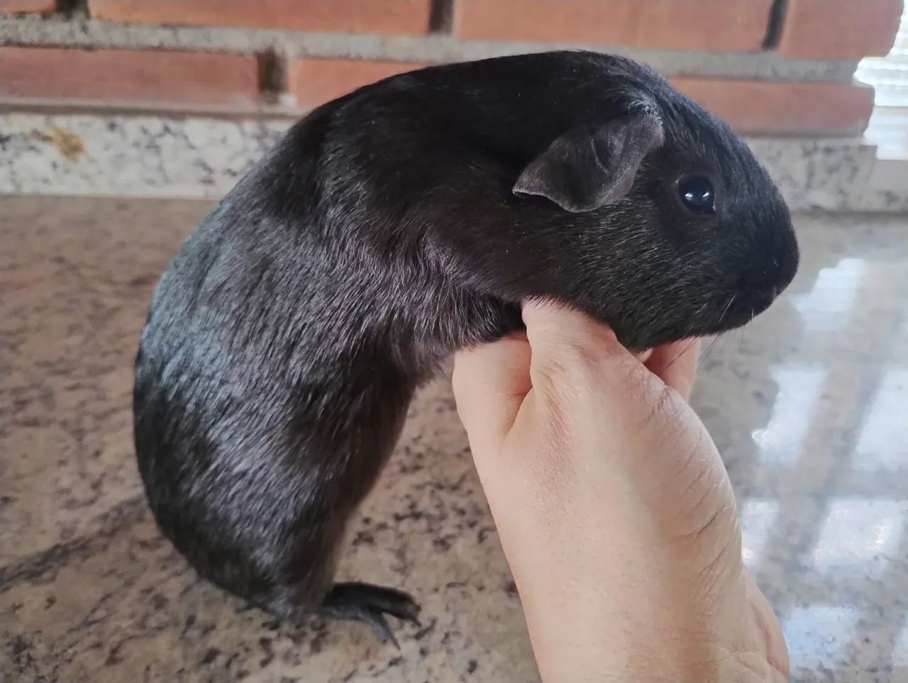 Porquinho da Índia Macho Inglês 