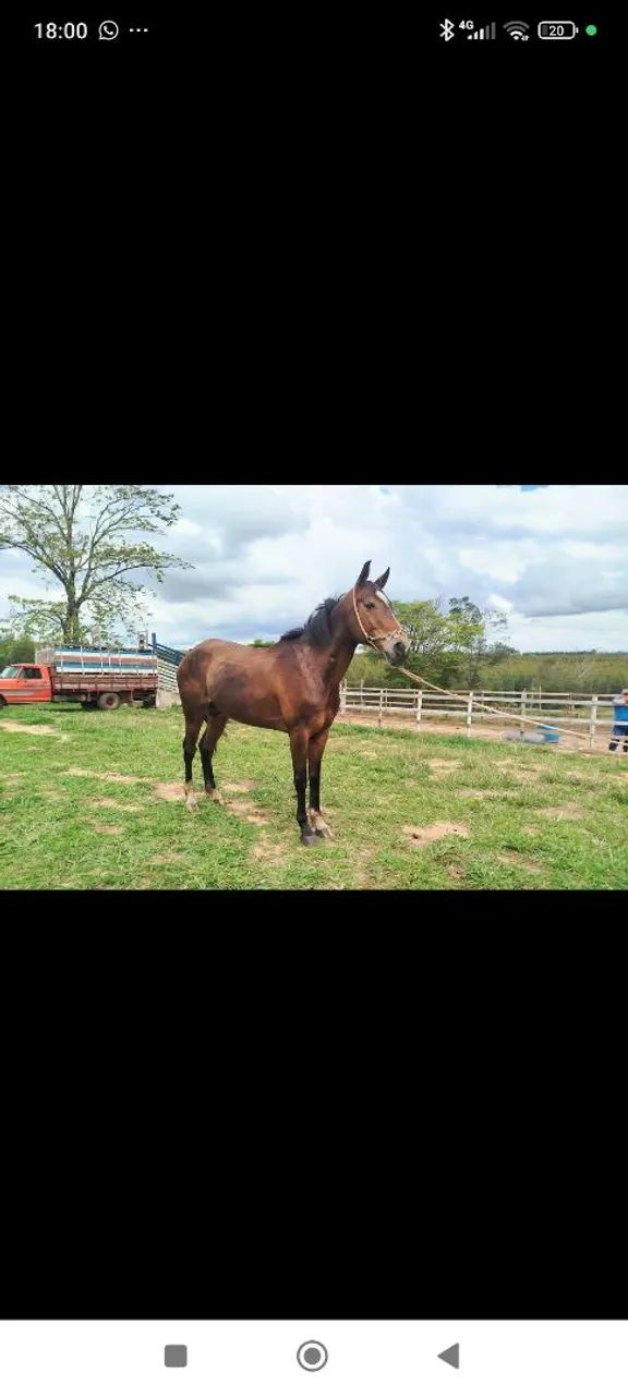 Cavalo Quarto de Milha  - Foto 2