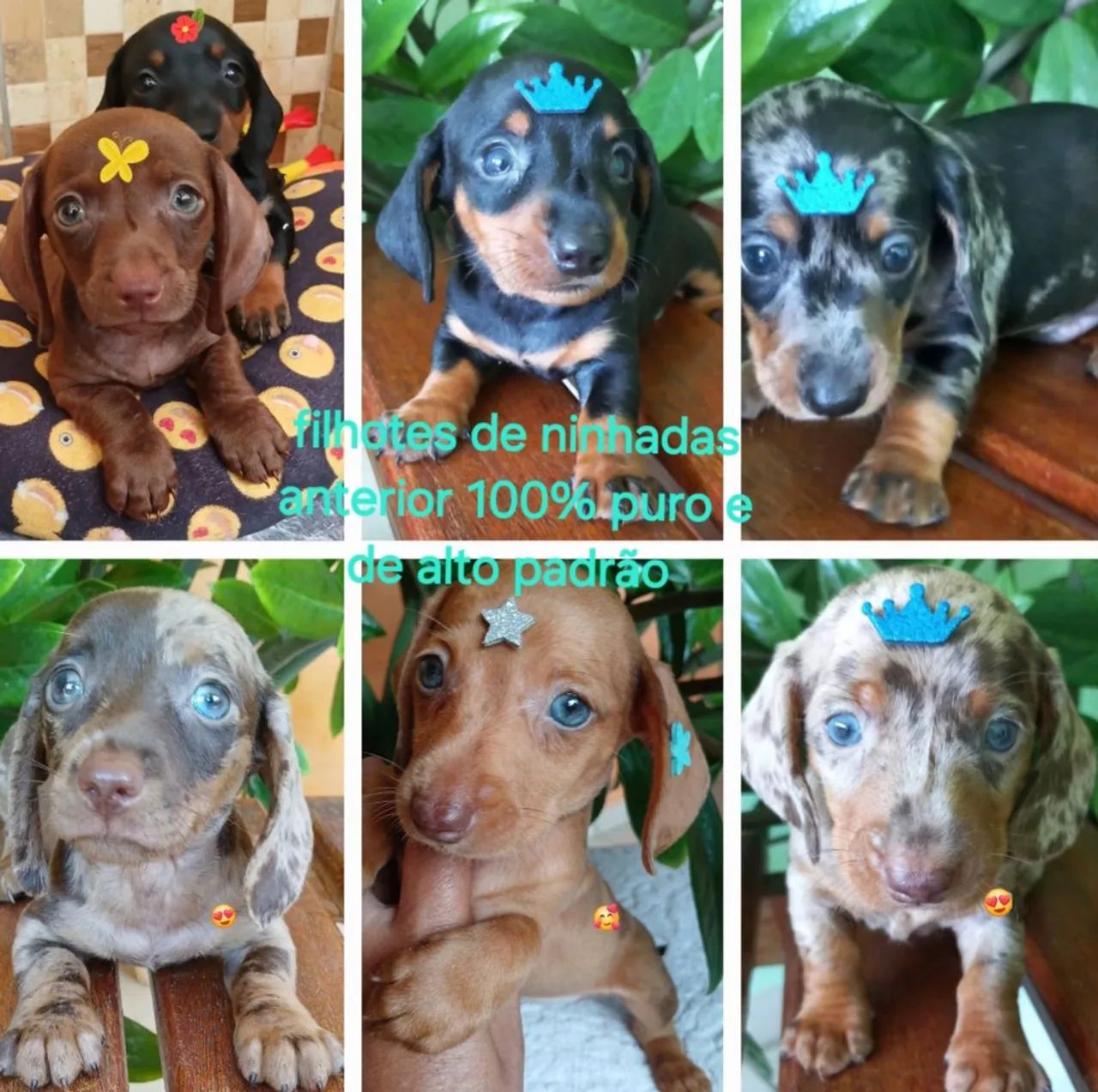 Belíssimos filhotes de dachshund disponíveis para reserva  - Foto 4