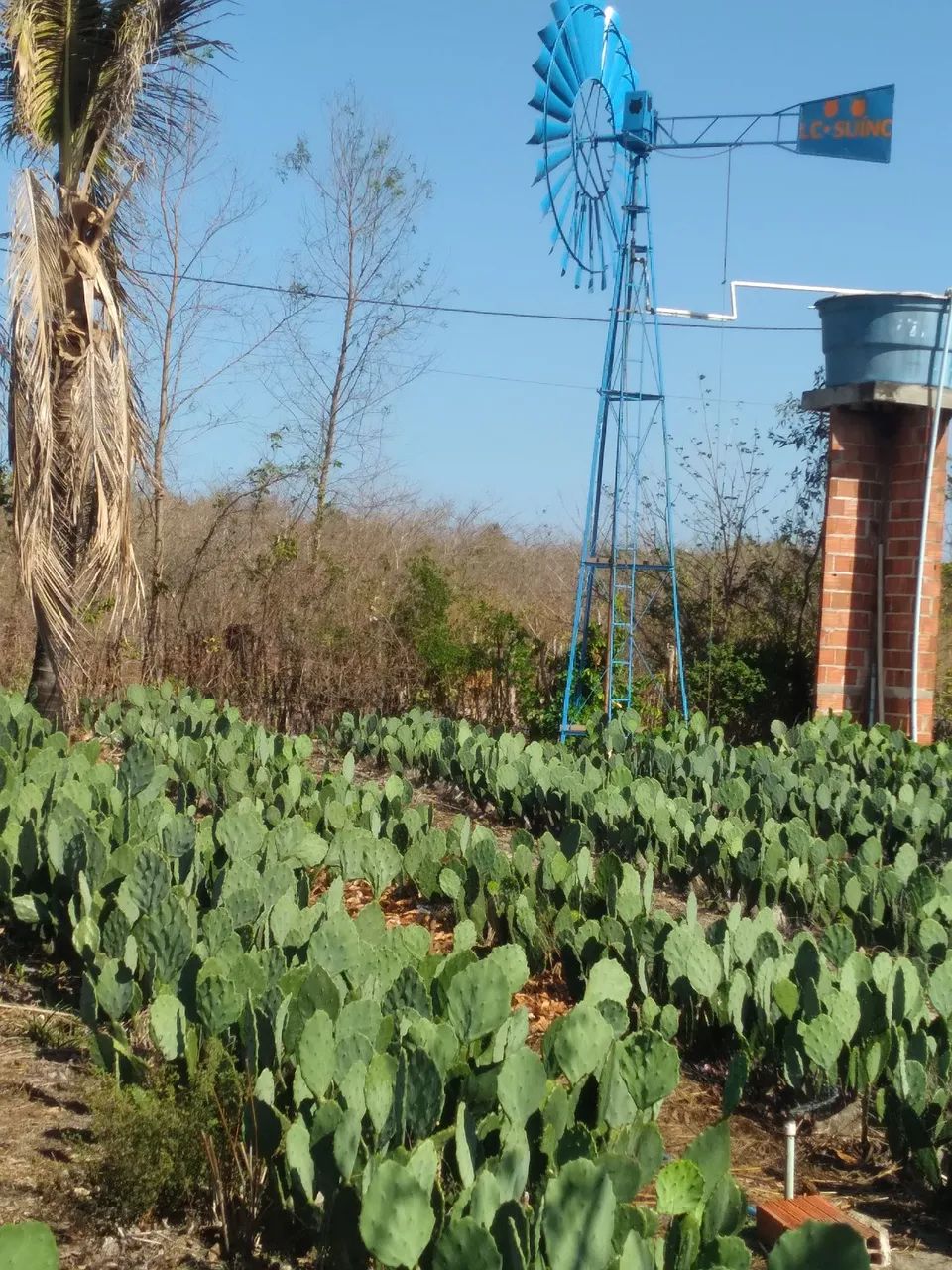 Palma forrageira  - Foto 4