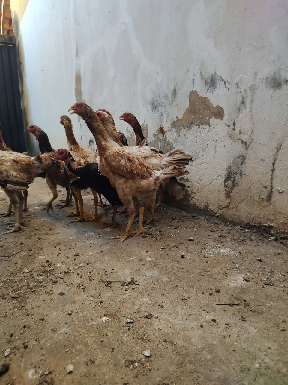 Galinhas e galos para criação