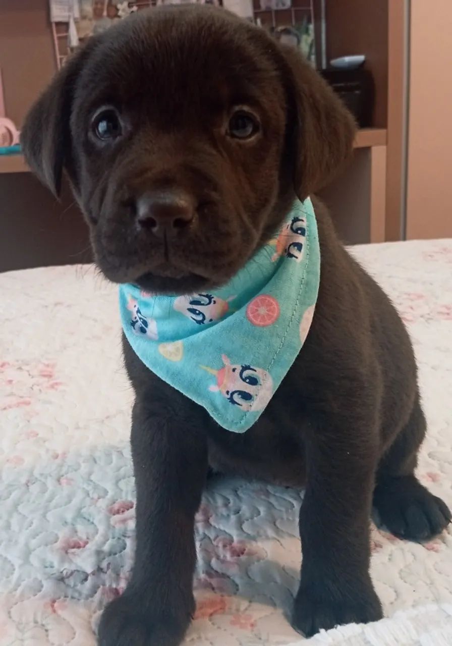 Fêmea de labrador disponíveis)