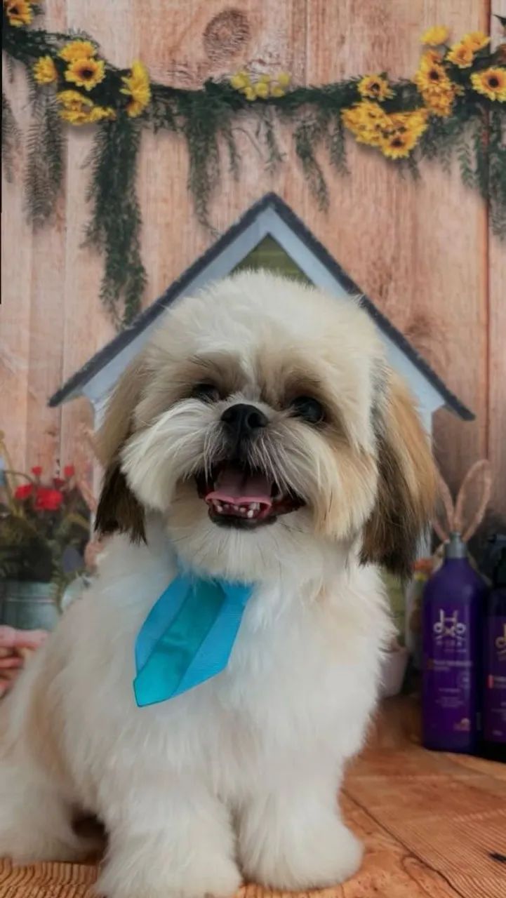 Shih Tzu Fofo e Carinhoso