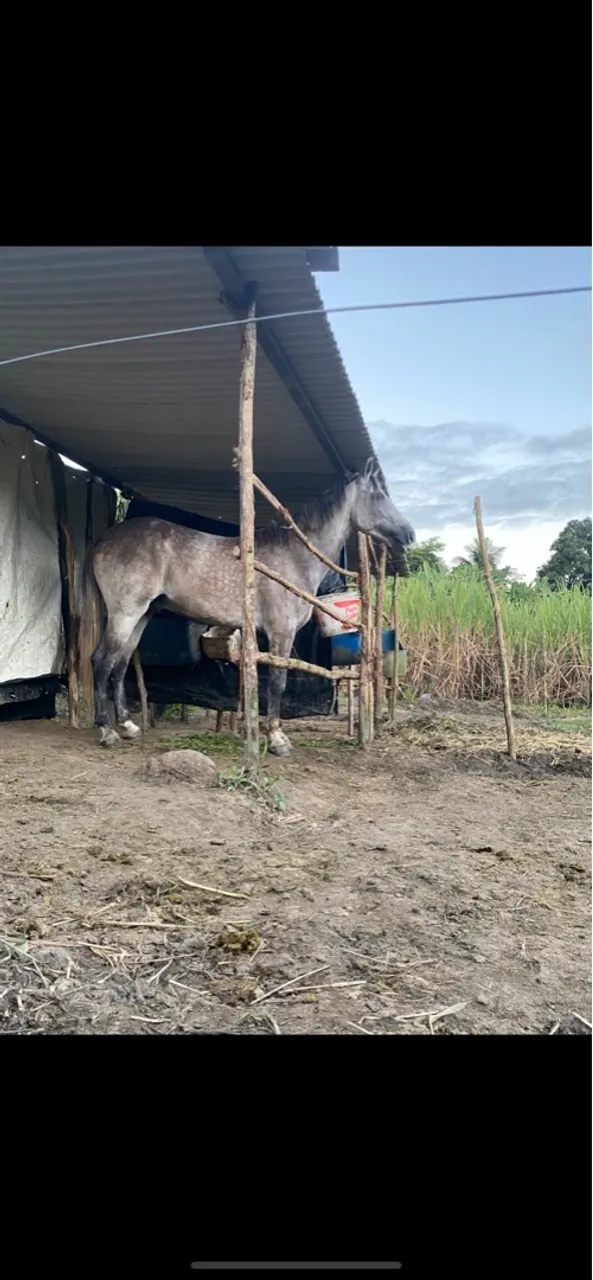 Cavalo mangalarga marchador 