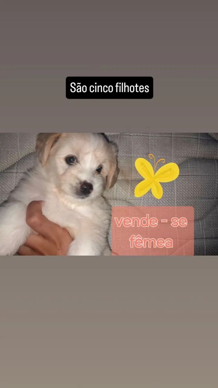 Filhote de poodle a venda no precinho  - Foto 3