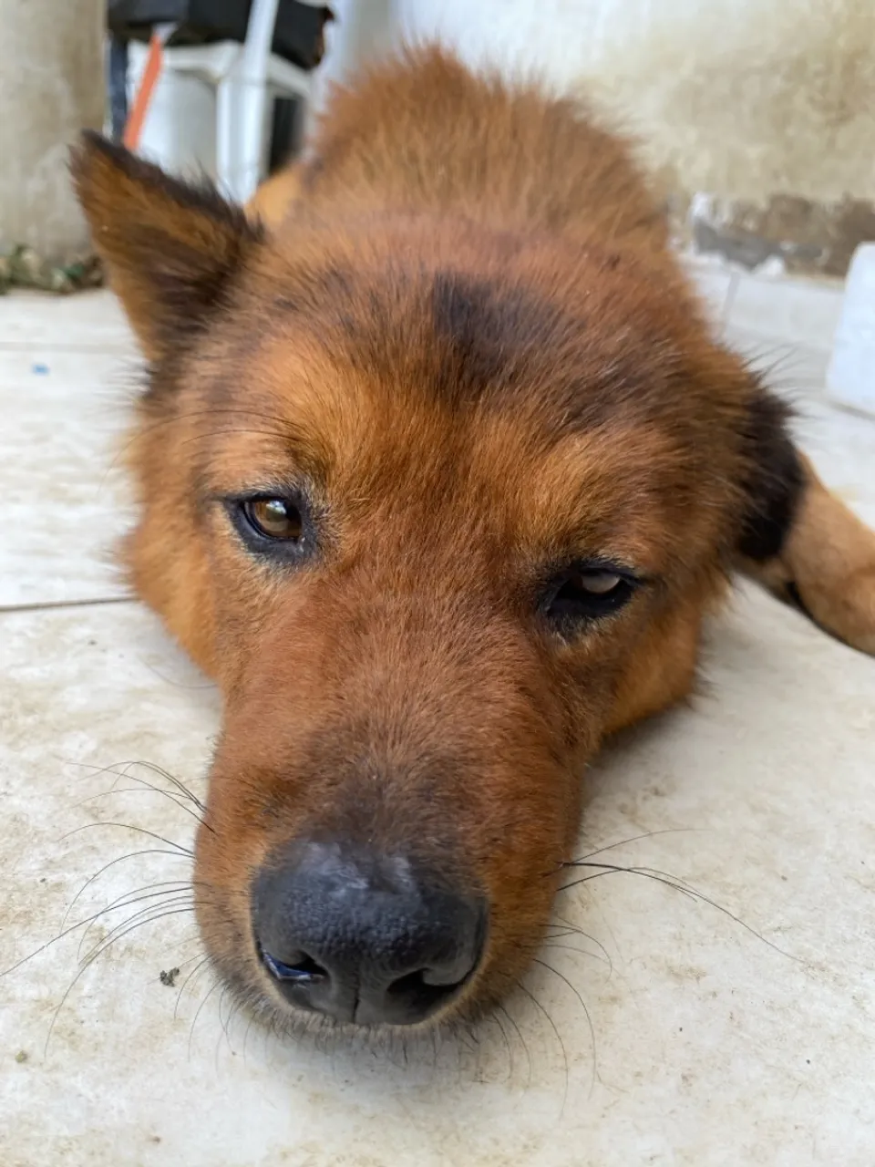 Cãozinho adorável para adoção