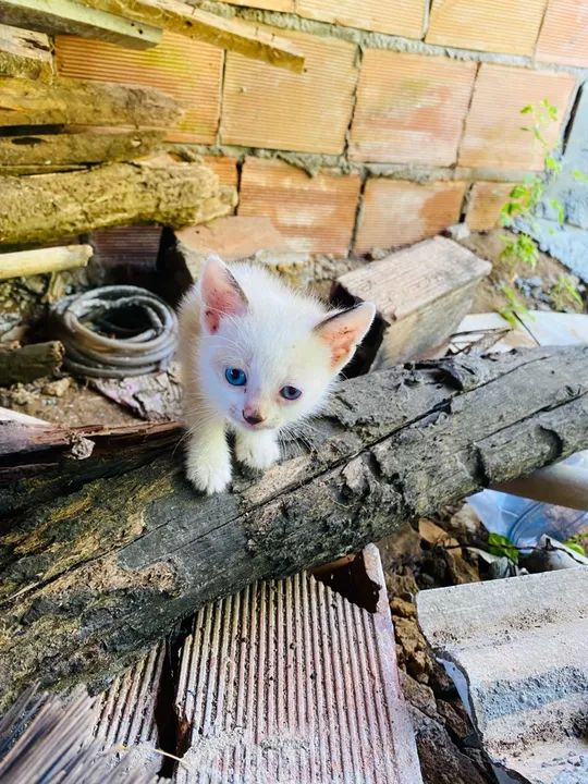 Gatos para doação  - Foto 3