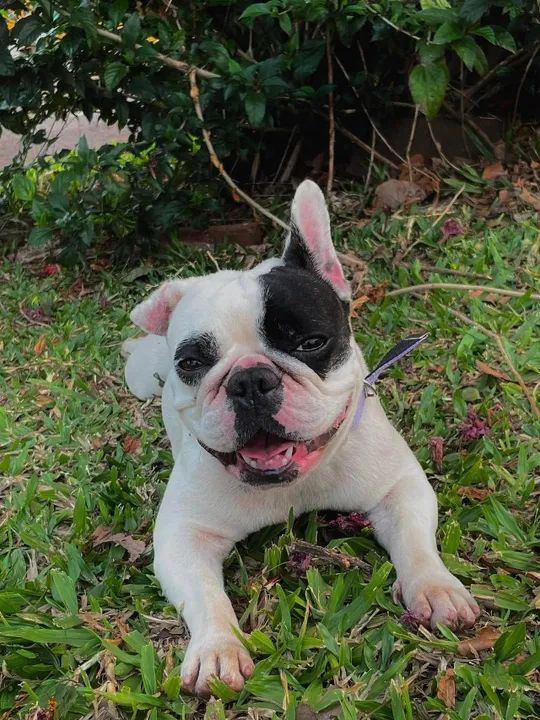 Bulldog Francês perdida  - Foto 2