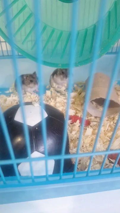 Gaiola para Hamster,cada uma um valor 