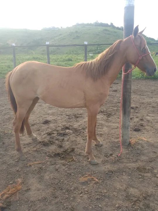 Égua manga larga (polda) - Foto 3