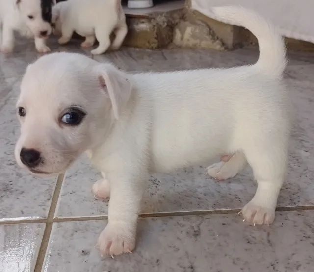 Filhotes machos de Jack Russell Terrier  - Foto 2