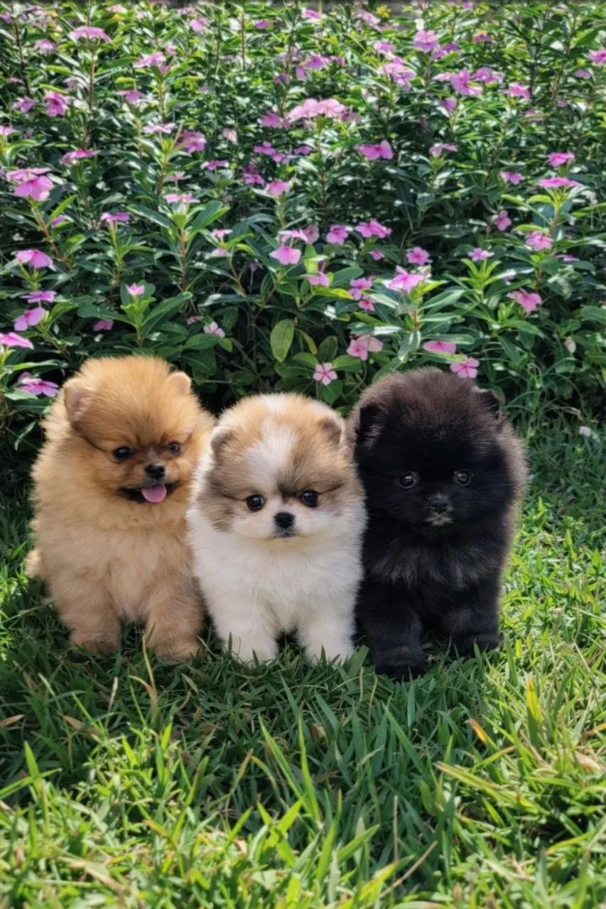 Filhotes de Spitz Alemão anão (Lulu da Pomerânia) - venda permanente