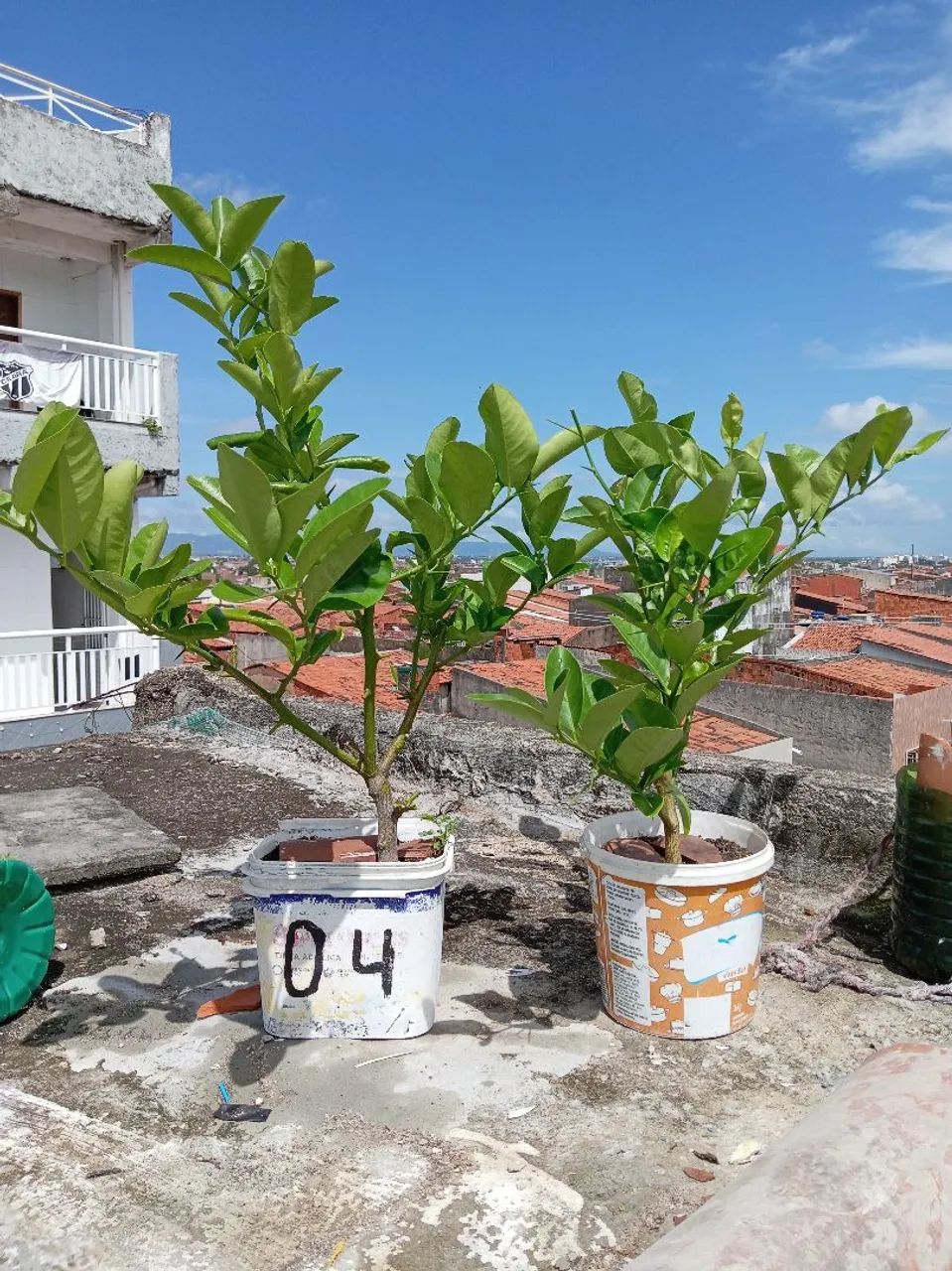 Mudas de Laranja Lima - Foto 3