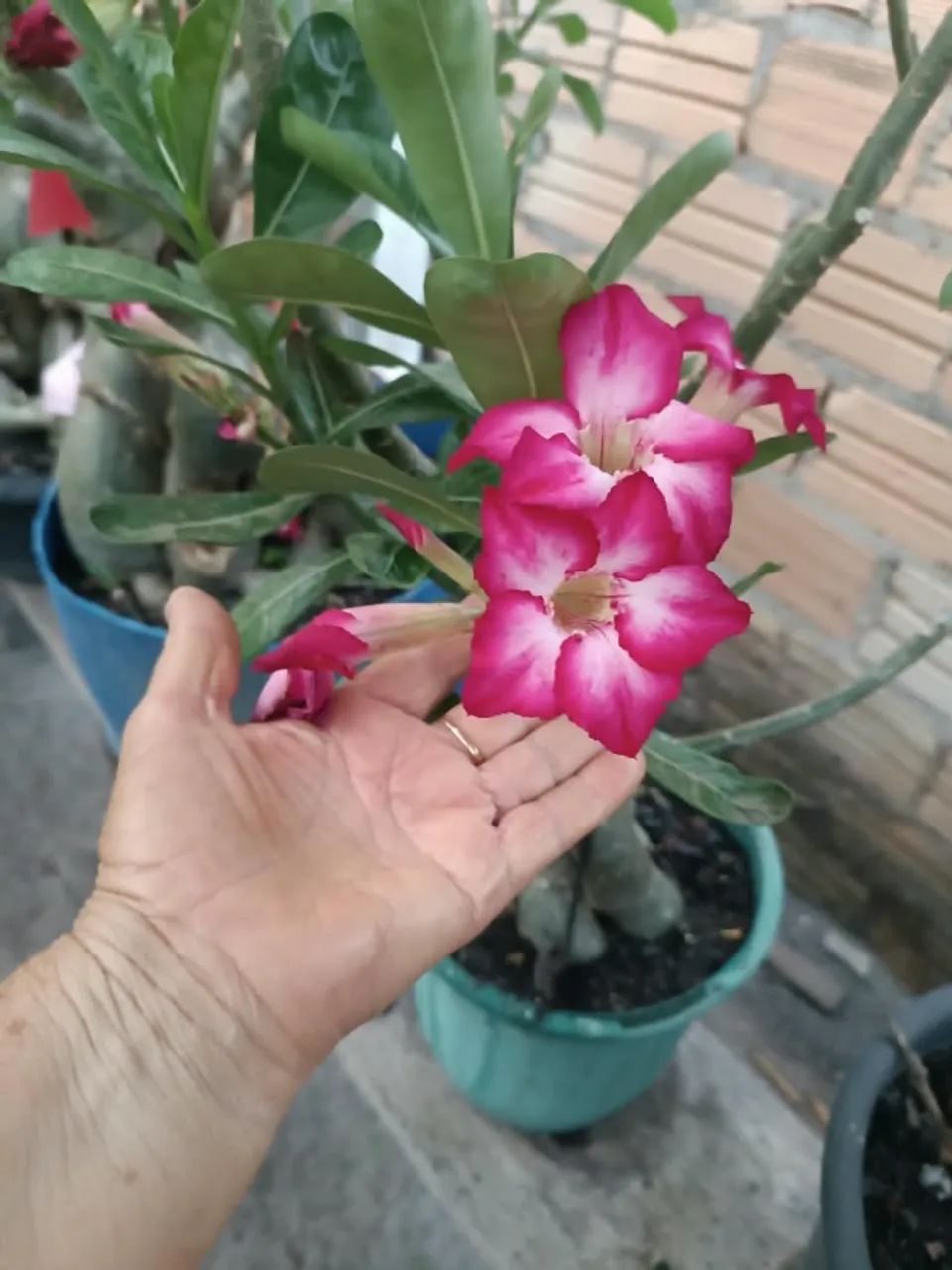Plantas - Foto 4