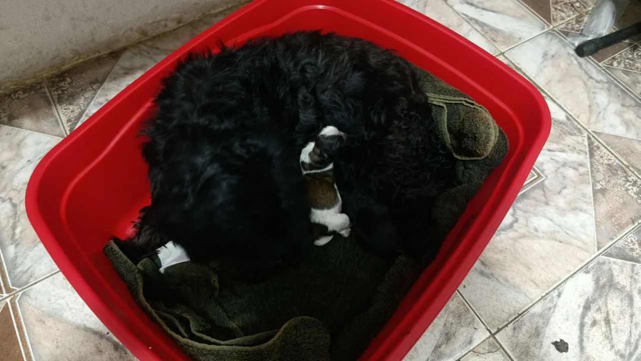 Filhote de cachorro - Foto 2