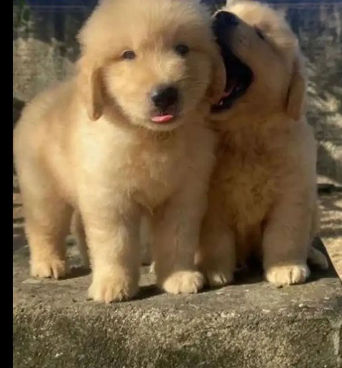 Golden retriever com pedigree  - Foto 2