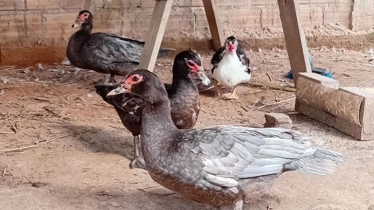 Patos  - Foto 4