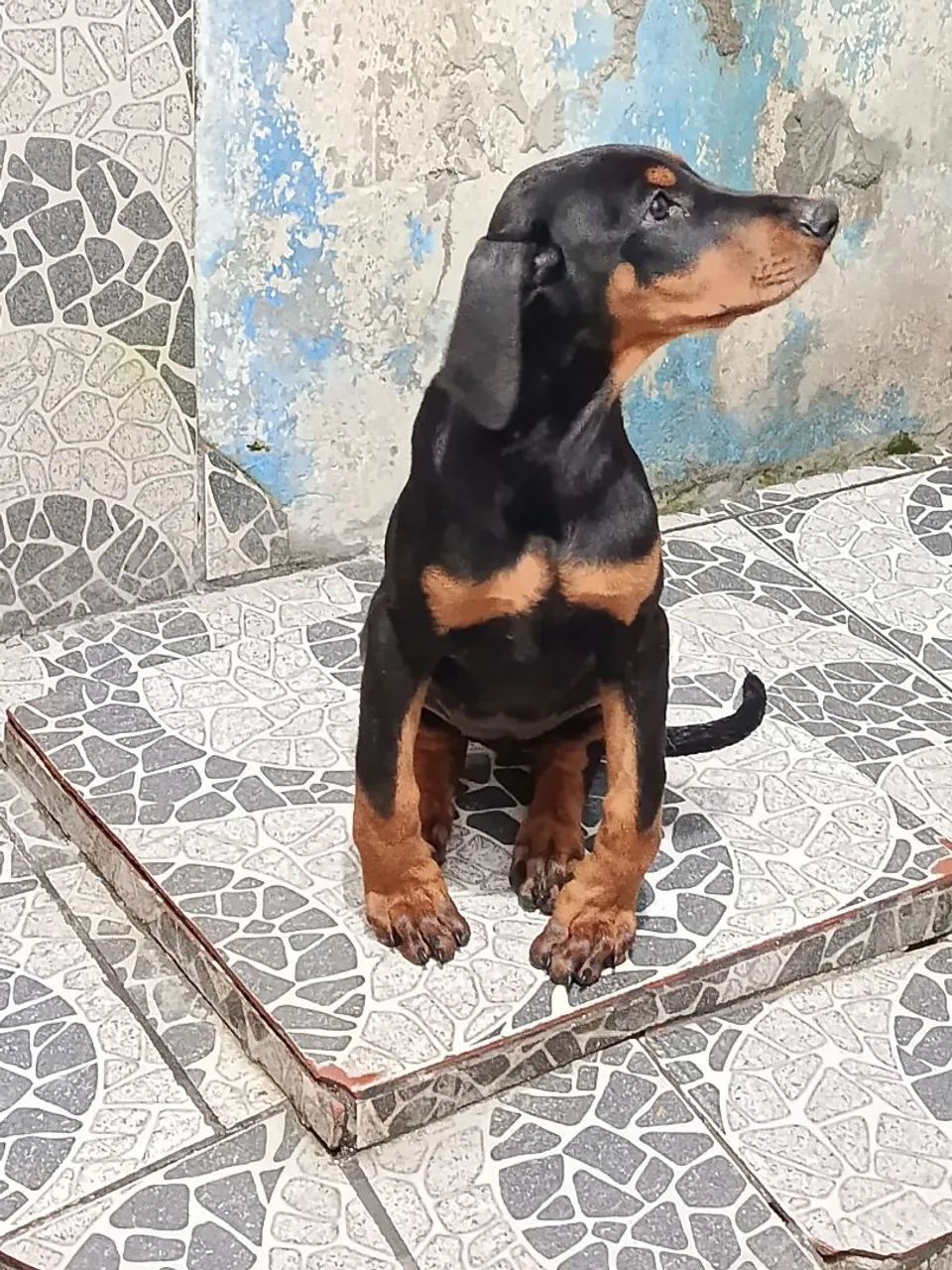 Doberman 