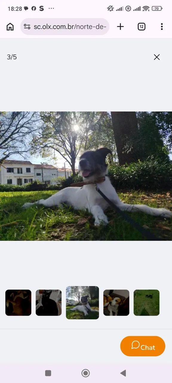Pet Sitting, dog walking cão e gato - Foto 4