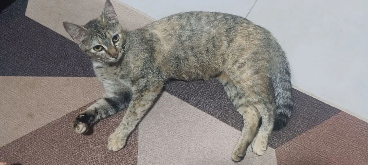 Doa-se gato fêmea tigrado - Foto 2