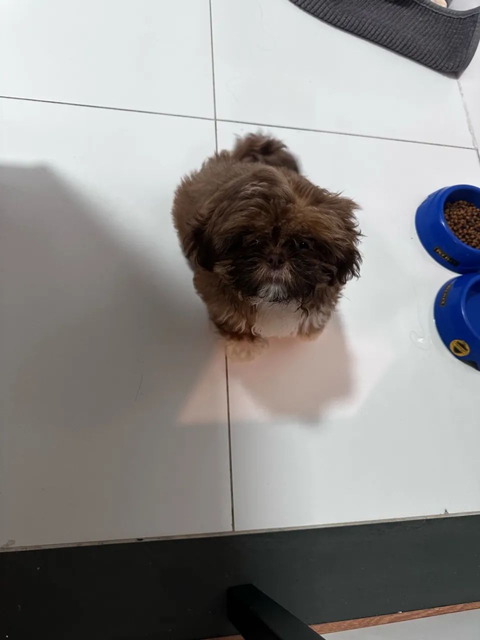 Venda de mini shitzu  - Foto 2