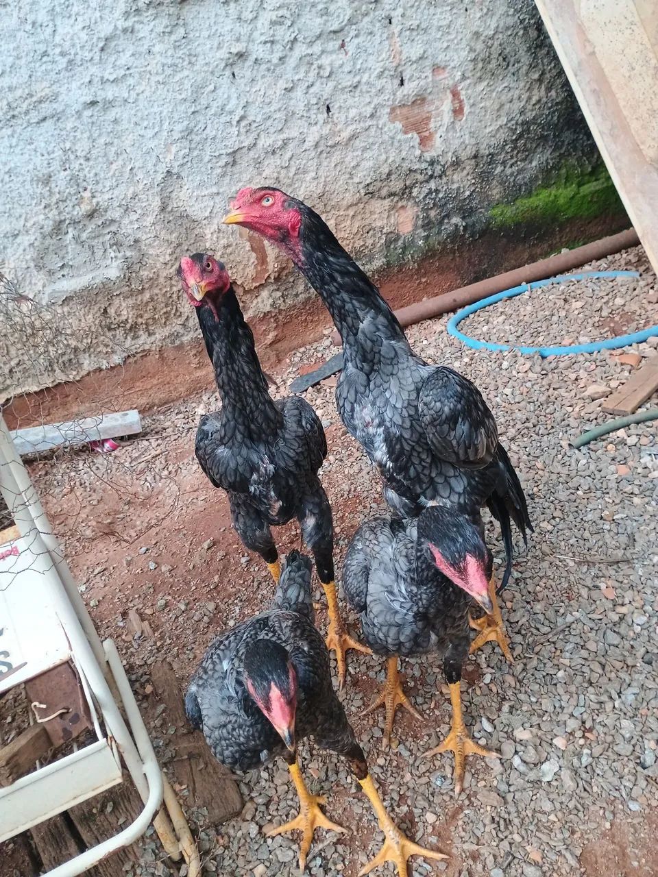 Frango e frangas shamo