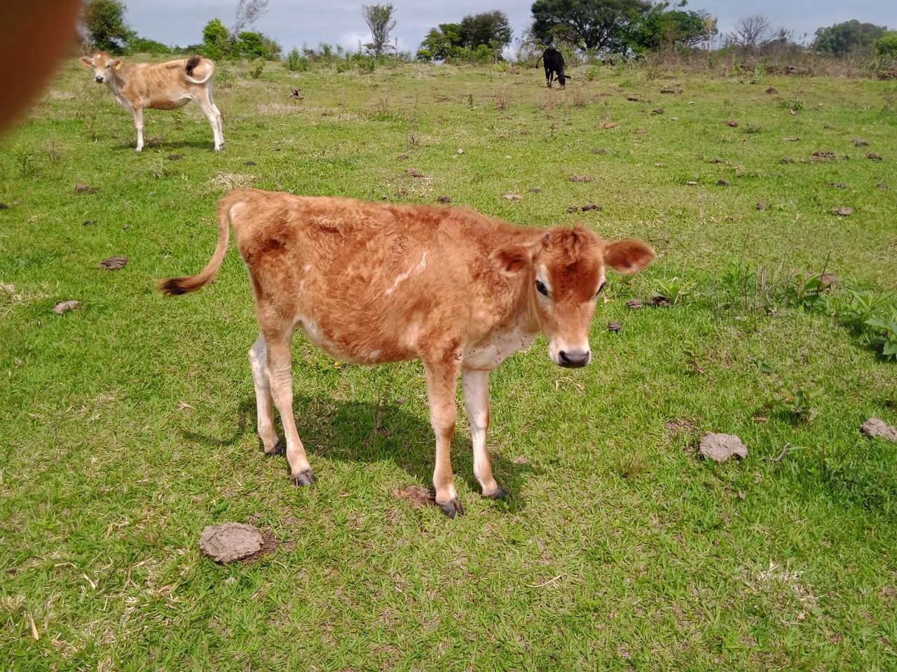 Bezerra