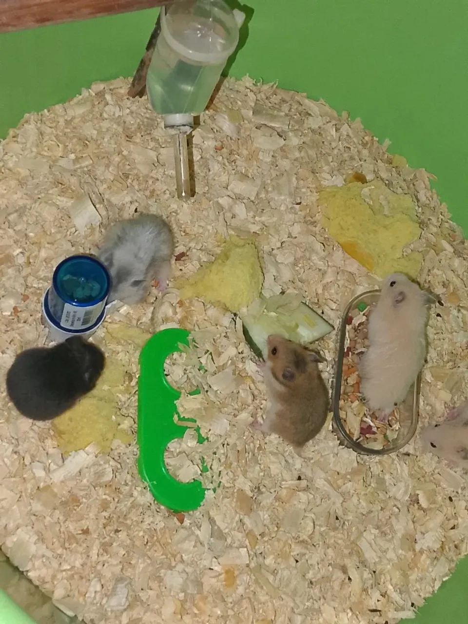 Hamister - Foto 4