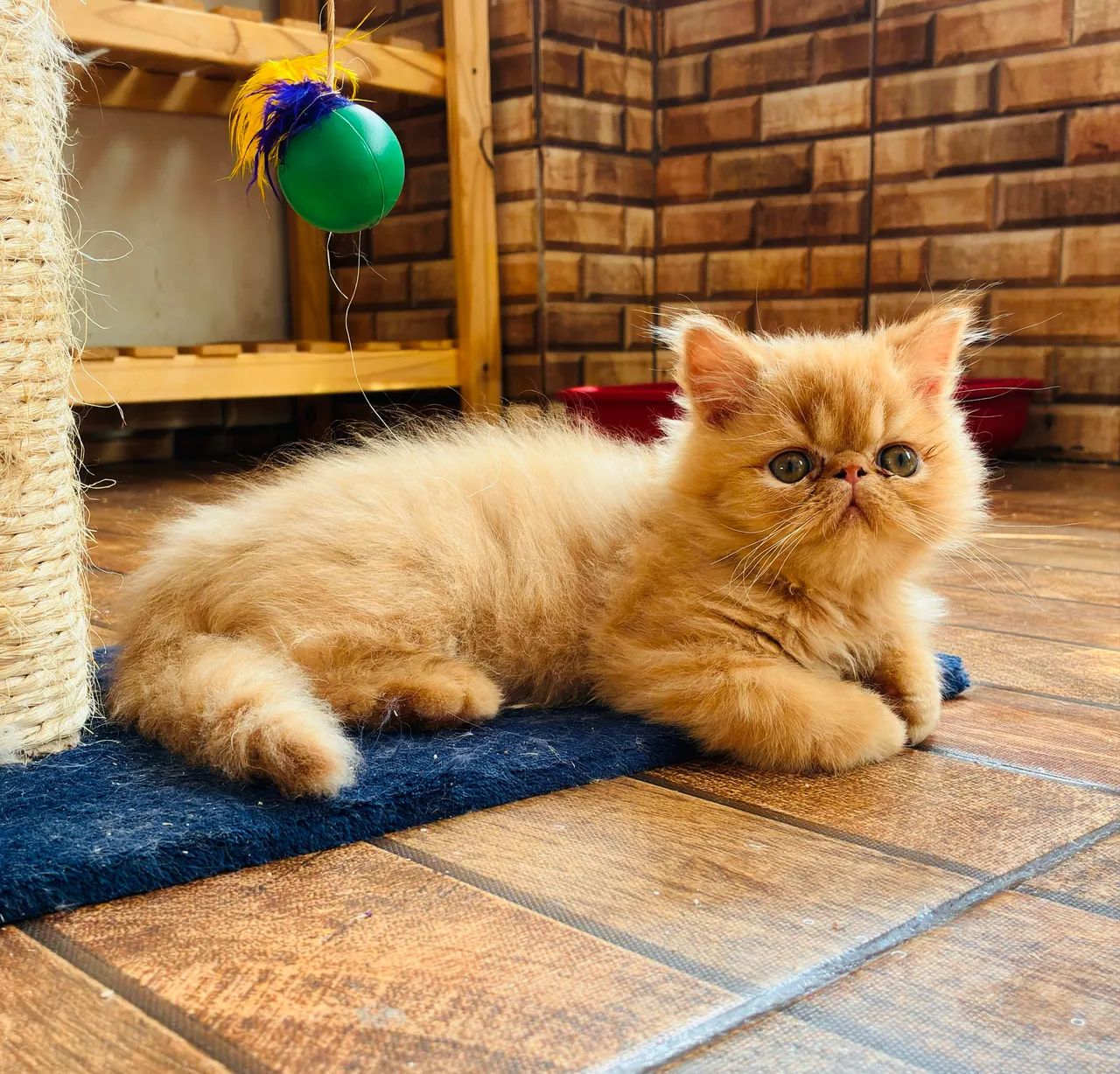 Gato persa laranja  - Foto 2