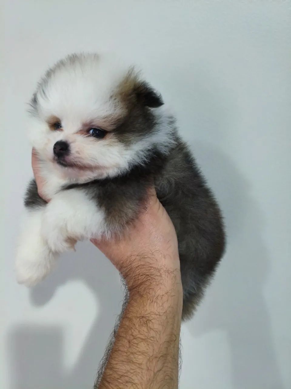 Lindo macho de Spitz alemão anão exótico. - Foto 5