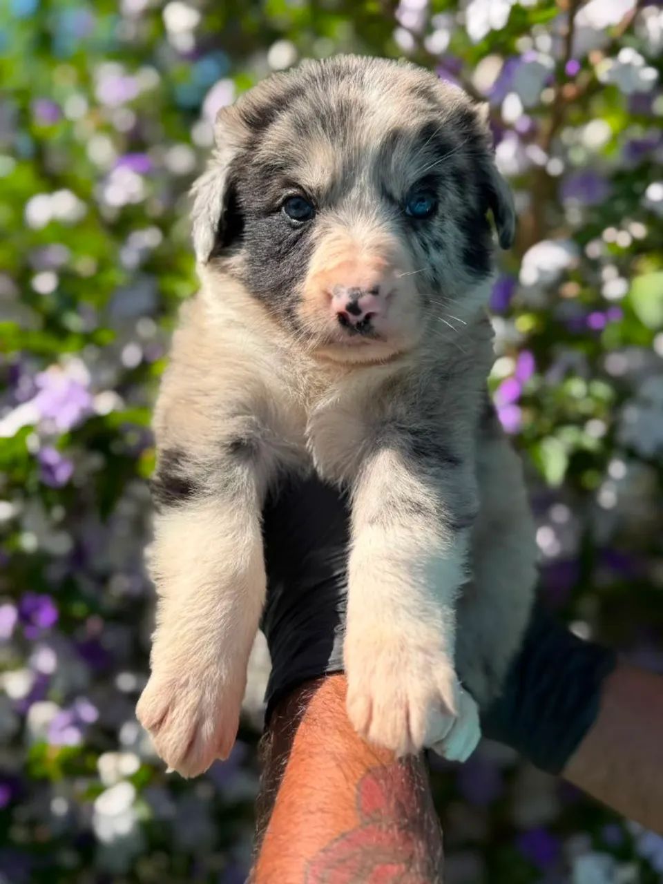 Border Collie - Merle 