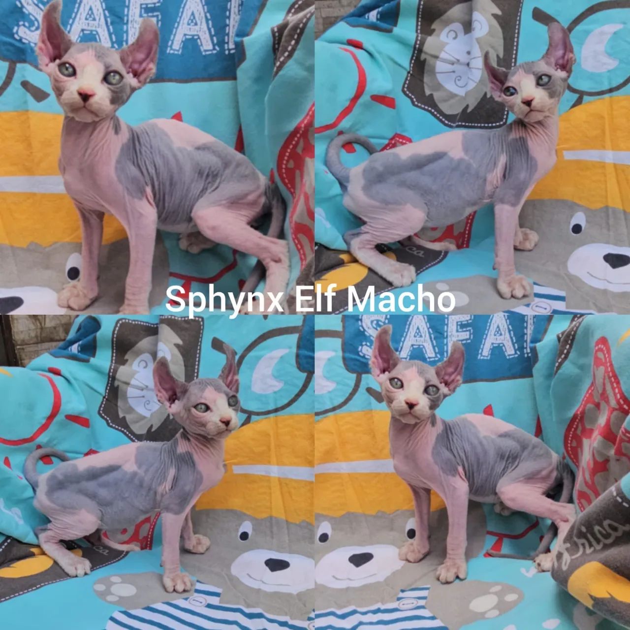 Sphynx padrão e Elf Filhotes - Gatil Bsb Cat - Foto 2