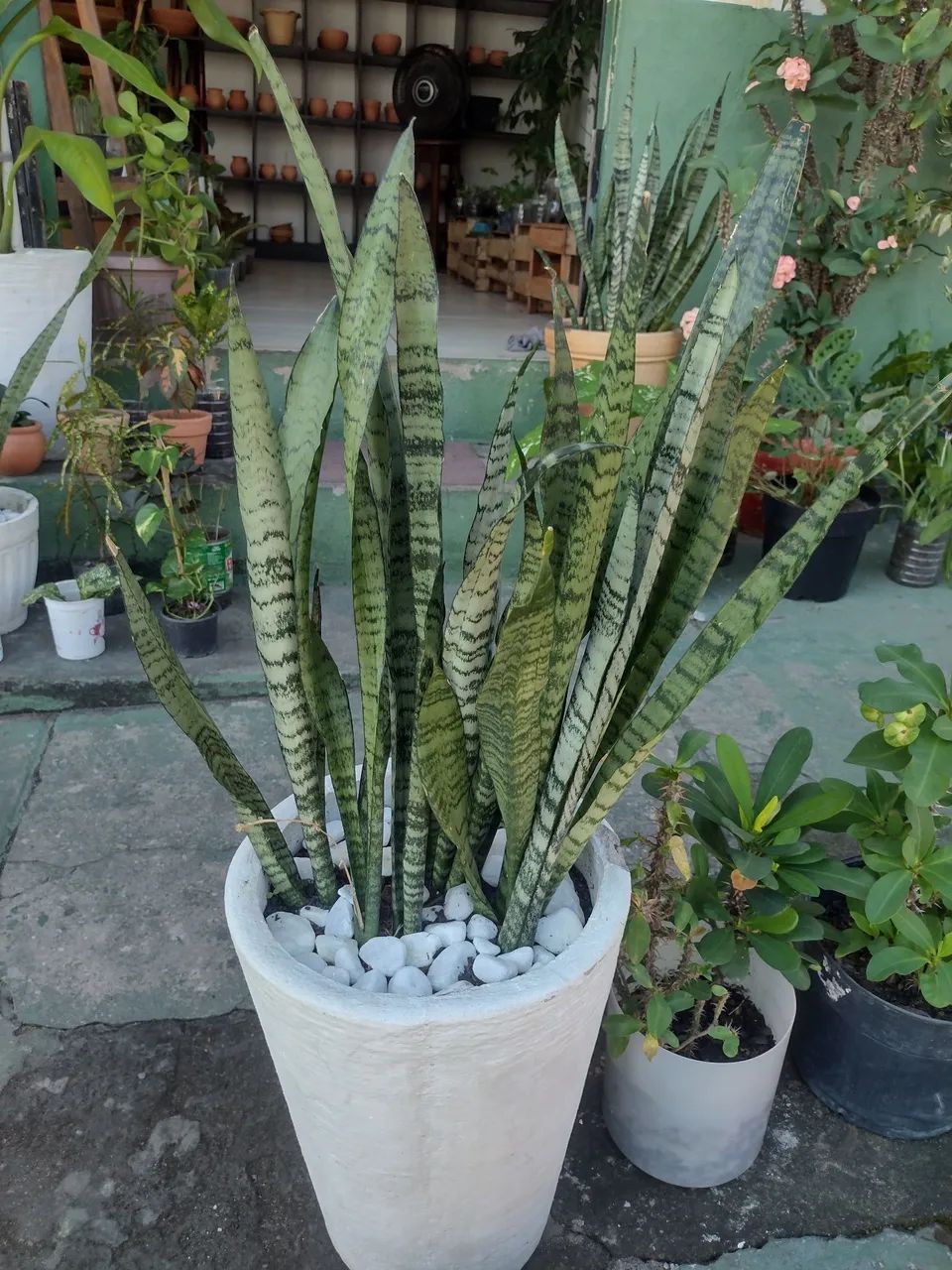 Plantas de sol - Foto 5