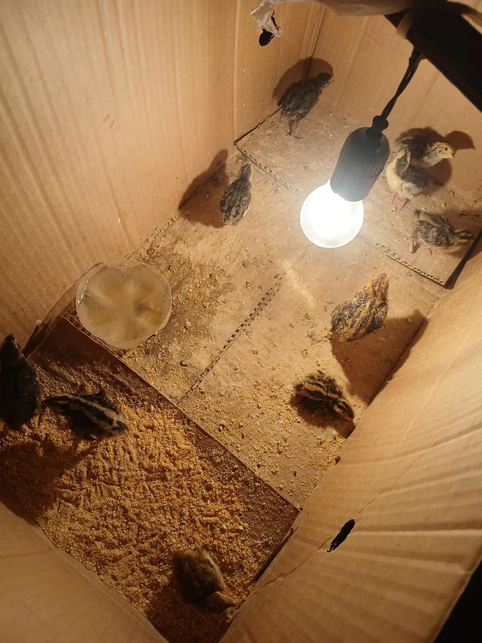 Codornas  filhotes